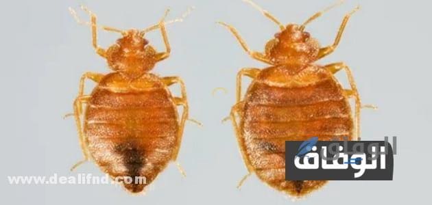 علاج البق بالملح  مكافحة بق الفراش > الملح / الخل/ الكلور