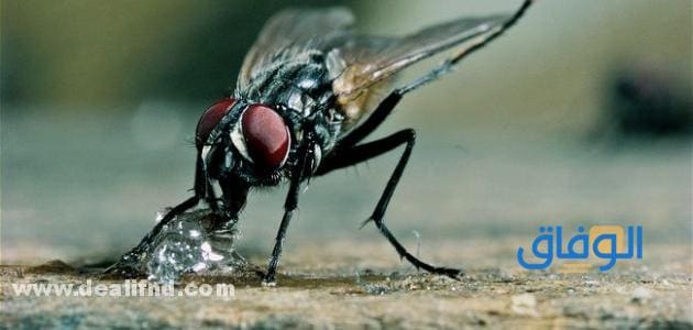 10 معلومات عن الذباب؟ سوف تعرفها للمرة الأولى؟